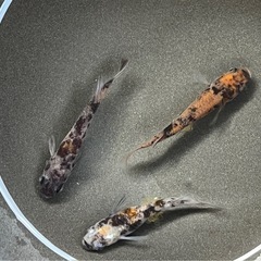 明日am限定メダカ針子❗️🉐3種類セット❗️50匹！の画像