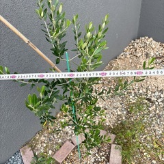 オリーブの木 約142cm オリーブ 苗木 植木 ガーデニング ドライガーデンの画像