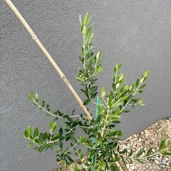 オリーブの木 約142cm オリーブ 苗木 植木 ガーデニング ドライガーデンの画像