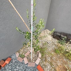 オリーブの木 約142cm オリーブ 苗木 植木 ガーデニング ドライガーデンの画像