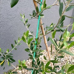 オリーブの木 約142cm オリーブ 苗木 植木 ガーデニング ドライガーデンの画像
