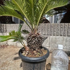 ソテツ
の画像