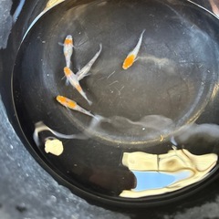 三色めだかの画像