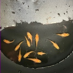メダカ（紅帝半ダルマ）11匹の画像