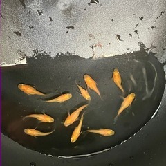 メダカ（紅帝半ダルマ）11匹の画像