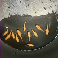 メダカ（紅帝半ダルマ）11匹の画像