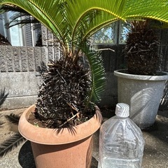 ソテツの画像