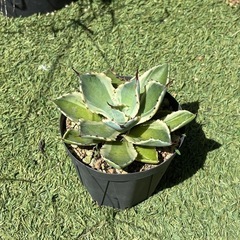アガベ 吉祥冠錦の画像