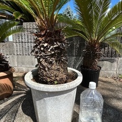ソテツの画像