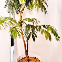 観葉植物人気のエバーフレッシュ1.2メートル新芽たくさん！陶器鉢付き！の画像