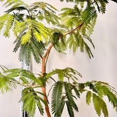観葉植物人気のエバーフレッシュ1.2メートル新芽たくさん！陶器鉢付き！の画像