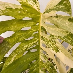 まだあります！観葉植物　モンステラ　ホワイトタイガー　取り木可能！ど迫力　　の画像