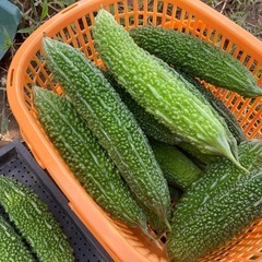無添加栽培ゴーヤ（無農薬・オーガニック）【9/6　13:00収穫分】　グラム1円量り売りの画像