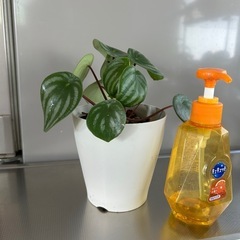 🌿スイカペペロミア🌿の画像