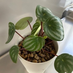 🌿スイカペペロミア🌿の画像