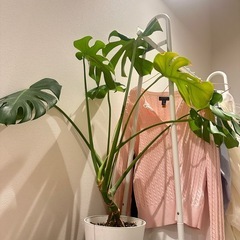 ニトリハンガーラックの画像