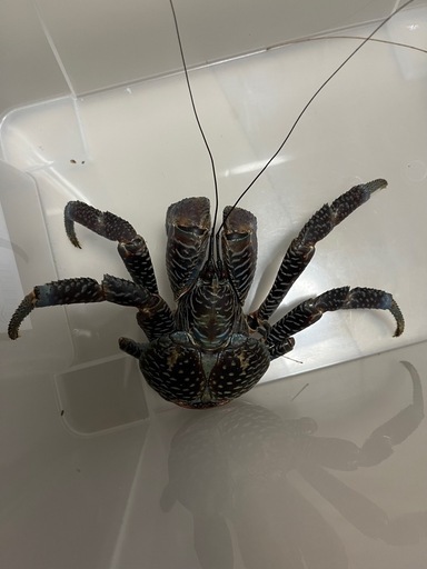 観賞用ヤシガニ