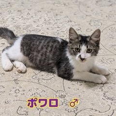 キジ白のポアロ♂
