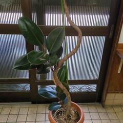 枝曲がり✨フィカス　高さ180センチ　大型観葉植物の画像