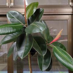 枝曲がり✨フィカス　高さ180センチ　大型観葉植物の画像