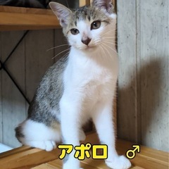 キジ白のアポロ♂