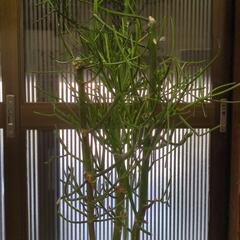 ミルクブッシュ　2メートル　大型観葉植物の画像