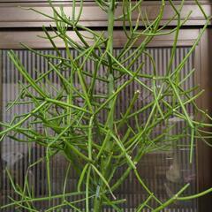ミルクブッシュ　2メートル　大型観葉植物の画像