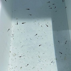 【現在20%off中！】【めだか】おろち　稚魚　ヒレ長　15匹の画像