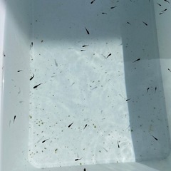 【現在20%off中！】【めだか】おろち　稚魚　ヒレ長　15匹の画像
