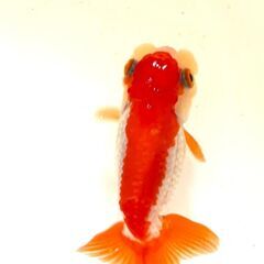 愛媛血統らんちゅう 色濃いめ 更紗☆四つ尾 太身 フンタン尾型も良く メスの画像