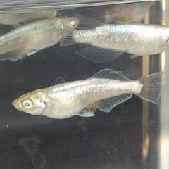 目高【メダカ】善通寺メダカ様血統ガブリエル4ペアの画像