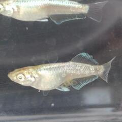 目高【メダカ】善通寺メダカ様血統ガブリエル4ペアの画像