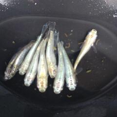 目高【メダカ】善通寺メダカ様血統ガブリエル4ペアの画像