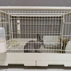 うさぎゲージの画像