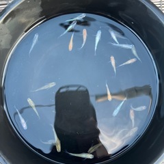 メダカ🐟まとめ売りの画像