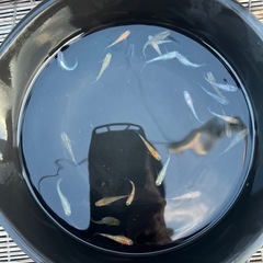 メダカ🐟まとめ売りの画像