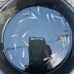 メダカ🐟まとめ売りの画像