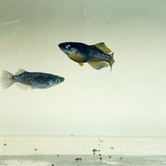【エヴァめだか】アースアイ　メス5匹若魚の画像