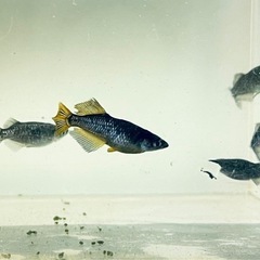 【エヴァめだか】アースアイ　メス5匹若魚の画像