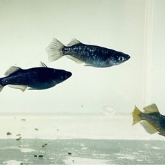 【エヴァめだか】アースアイ　メス5匹若魚の画像