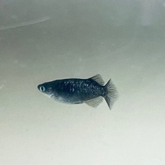【エヴァめだか】アースアイ　メス5匹若魚の画像