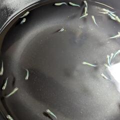 黒衣RLFメダカ10匹の画像
