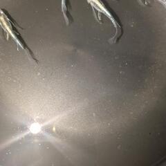 黒衣RLFメダカ10匹の画像