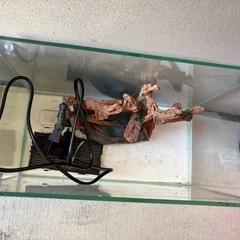 GEX ろ過付き水槽　メダカ　熱帯魚
の画像