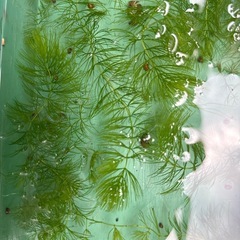 🌿メダカ・金魚に最適！水草（カボンバ／アナカリス）選べます🌿の画像