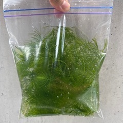 🌿メダカ・金魚に最適！水草（カボンバ／アナカリス）選べます🌿の画像