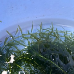 🌿メダカ・金魚に最適！水草（カボンバ／アナカリス）選べます🌿の画像