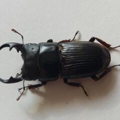 明日7日で終了しますヤエヤマネブトクワガタ成虫♂2頭♀3頭⑤の画像