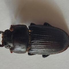 明日7日で終了しますヤエヤマネブトクワガタ成虫♂2頭♀3頭⑤の画像