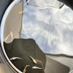 【紅玉めだか】8匹　若魚選別外の画像